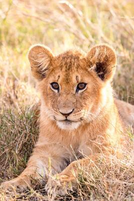 kruger