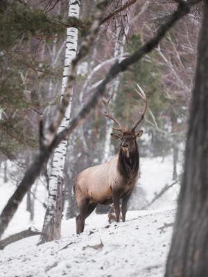 lapland